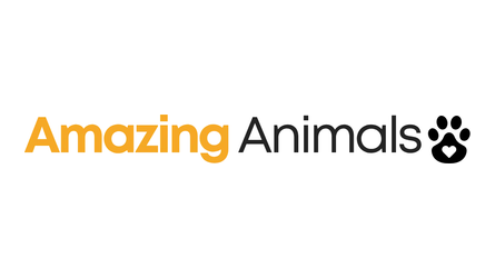 Amazing Animals